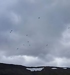 Fjöruferð 1. - 3. bekkjar