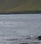 Fjöruferð 1. - 3. bekkjar